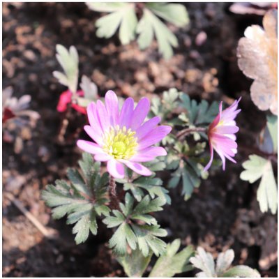 Sasanka vábná Pink Star - Anemone blanda - hlízy sasanky - 3 ks