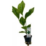 Anubias heterophylla – Zboží Mobilmania