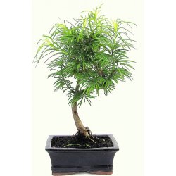 bonsai - pamodřín (Pseudolarix sp.) 117-M