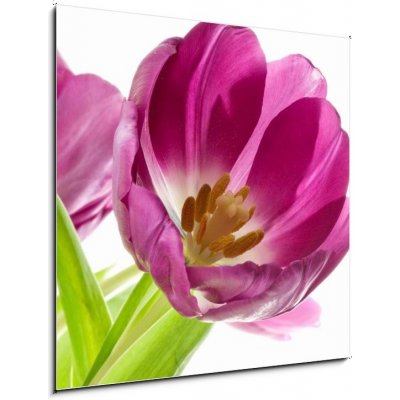 Skleněný obraz 1D - 50 x 50 cm - lilac tulips isolated on white lila tulipány izolovaných na bílém – Zboží Mobilmania