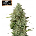 Seedstockers BCN Critical XXL AUTO semena neobsahují THC 3 ks – Sleviste.cz