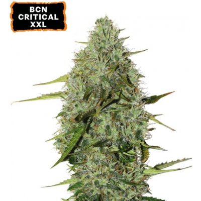 Seedstockers BCN Critical XXL AUTO semena neobsahují THC 3 ks – Sleviste.cz
