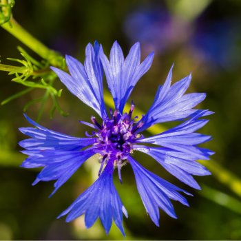 Chrpa modrá - Centaurea cyanus - semena chrpy - 30 ks