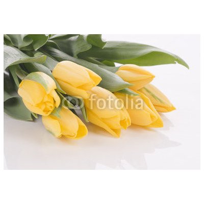 WEBLUX 42120397 Samolepka fólie Spring tulips isolated on white Jarní tulipány izolovaných na bílém rozměry 145 x 100 cm