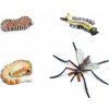Živá vzdělávací sada Animal Life Životní cyklus Komára