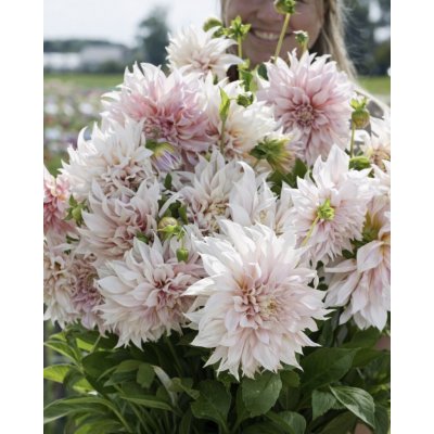 Jiřina 'Cafe au lait' 1 ks – HobbyKompas.cz