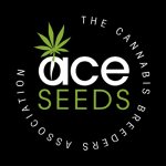 Ace Seeds CBD #1 semena neobsahují THC 1 ks – Zboží Dáma