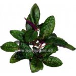 Hemigraphis colorata – Zboží Dáma