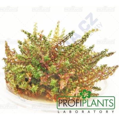 Rotala sp. Pearl – Hledejceny.cz