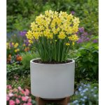 Sadbový set narcisů Produkty: Narcis 'Verdin' – Hledejceny.cz