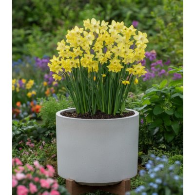 Sadbový set narcisů Produkty: Narcis 'Verdin' – Hledejceny.cz