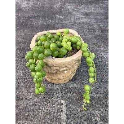 Senecio Rowleyanus mini – Zbozi.Blesk.cz