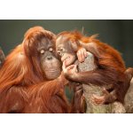 Pohlednice 3D Orangutani – Hledejceny.cz
