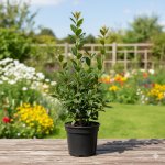 Bobkovišeň lékařská Novita Velikost kontejneru: 2l – Zboží Mobilmania