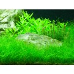 Eleocharis parvula Tropica – Zboží Dáma