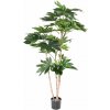 Květina FATSIA JAPONICA STROM, 150cm