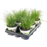 Výhodné balení 6x Kočičí tráva, Cyperus alternifolia Zumula, průměr květináče 10 - 12 cm – Zboží Dáma