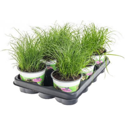 Výhodné balení 6x Kočičí tráva, Cyperus alternifolia Zumula, průměr květináče 10 - 12 cm – Zboží Dáma