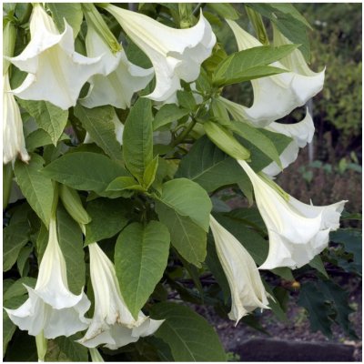 Brugmansie bílá - Andělská trubka bílá - Brugmansia arborea - semena  brugmansie - 5 ks od 49 Kč - Heureka.cz