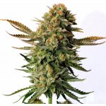 Kannabia Seeds Russian Doll semena neobsahují THC 5 ks – Zboží Dáma