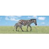Plakát Záložka Úžaska Zebra s mládětem
