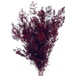 Stabilizovaný Asparagus Miro vínový, svazek 35g – Zboží Dáma