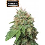Seedstockers Amnesia Haze AUTO semena neobsahují THC 3 ks – Zboží Dáma