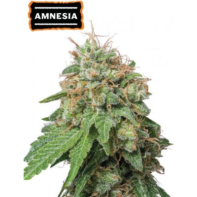 Seedstockers Amnesia Haze AUTO semena neobsahují THC 3 ks – Zboží Dáma