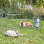 Trixie Ohrádka 6 dílů á 63 x 60 cm – Zboží Dáma