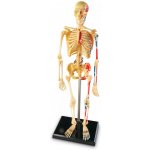 Learning Resources Anatomický model lidské kostry – Hledejceny.cz