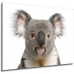 Skleněný obraz 1D - 100 x 70 cm - Portrait of male Koala bear, Phascolarctos cinereus, 3 years old Portrét mužského koala medvěd, Phascolarctos cinereus, 3 roky starý – Sleviste.cz
