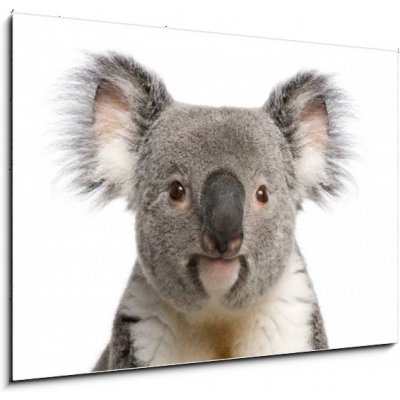 Skleněný obraz 1D - 100 x 70 cm - Portrait of male Koala bear, Phascolarctos cinereus, 3 years old Portrét mužského koala medvěd, Phascolarctos cinereus, 3 roky starý – Zboží Mobilmania