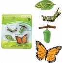 Safari Ltd. Životní cyklus Motýl