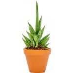 Gardners Sansevieria cylindrica Starshooter, průměr 7 cm Sanseveria, Tchýnin jazyk, Tenura – Zboží Dáma Gardners Sansevieria cylindrica Starshooter, průměr 7 cm Sanseveria, Tchýnin jazyk, Tenura – Zboží Dáma
