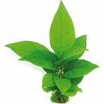 Anubias heterophylla – Zboží Mobilmania