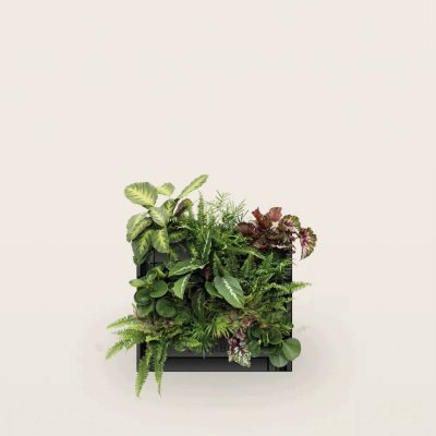 PlantBox - Živá stěna 3 moduly – Hledejceny.cz
