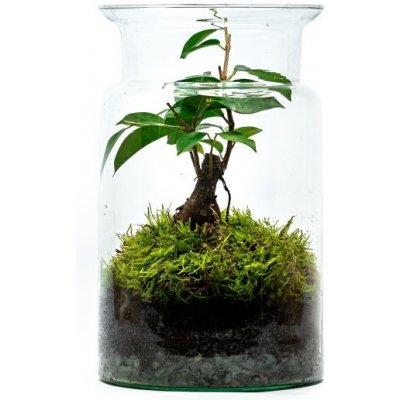 Gardners.cz Skleněná váza DIGITALIS se zúženým otvorem - výška 25 cm,  průměr 15 cm - osázené Ficus Microcarpa Ginseng od 900 Kč - Heureka.cz