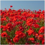 Mák vlčí směs barev - Papaver rhoeas - osivo máku - 200 ks