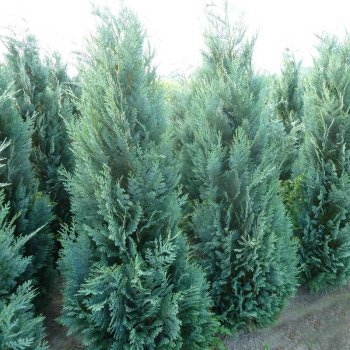 Chamaecyparis lawsoniana 'Columnaris' - Cypřišek šedolistý