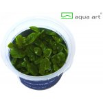 Lobelia cardinalis Mini – Hledejceny.cz