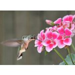 Weblux 42378614 Fototapeta vliesová Hummingbird Feeding Kolibřík krmení rozměry 100 x 73 cm