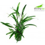 Cryptocoryne lucens – Zboží Mobilmania