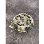 Ceropegia Woodii růžová – Zboží Dáma