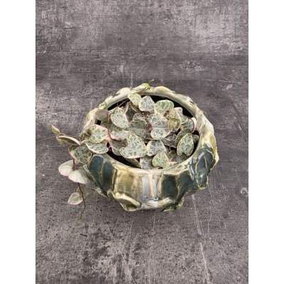 Ceropegia Woodii růžová – Zboží Dáma