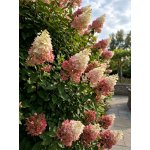 Hortenzie latnatá 'Diamant Rouge´ HYPA-DR-1 10-20 cm, H9 – Zboží Dáma