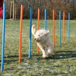 Trixie gility slalom,tyče 12 ks 3,3/115 cm – Hledejceny.cz