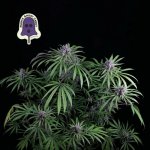 SEEDSMAN Purple Ghost Candy semena neobsahují THC 3 ks – Zboží Mobilmania