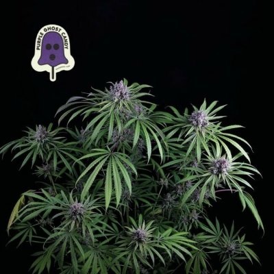 SEEDSMAN Purple Ghost Candy semena neobsahují THC 3 ks – Zboží Mobilmania