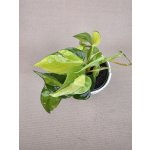 Philodendron Scandens Brasil – Hledejceny.cz