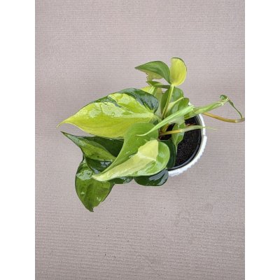 Philodendron Scandens Brasil – Hledejceny.cz